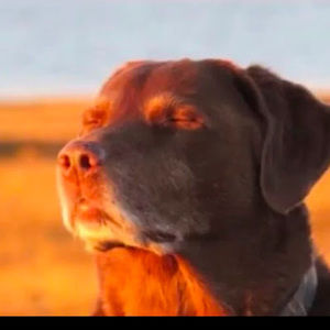 Meet your Posher, Kazhag